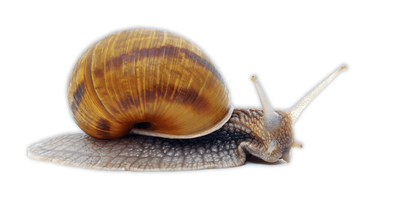 brown-garden-snail-on-white-background