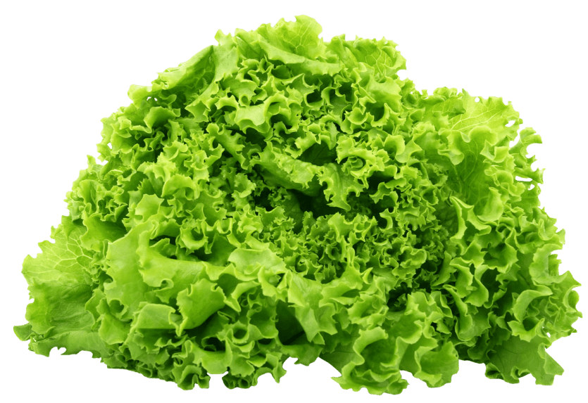 toppng.com-green-lettuce-1177x808